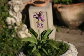 Hosta tokudama 'Blue Mouse Ears'