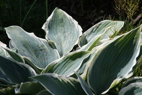 Hosta x tardiana 'El Nino'