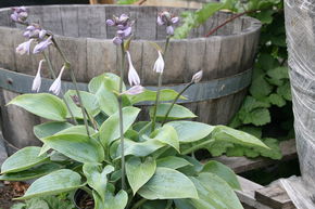 Hosta x tardiana 'Halcyon'