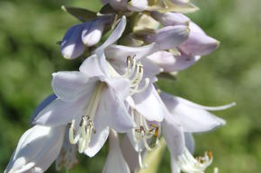 Hosta sieboldiana 'Blue Angel'