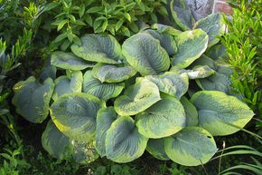 Hosta sieboldiana 'Frances Williams'