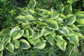 Hosta sieboldiana 'Wide Brim'