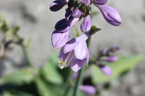 Hosta tokudama 'Blue Cadet'