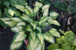 Hosta x cult. 'Pauls Glory'