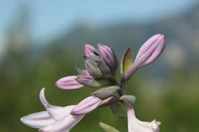 Hosta x cultivars 'Ground Master'