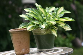 Hosta x cultorum Gipsy Rose