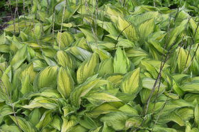 Hosta x fortunei 'Albopicta'