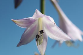 Hosta x fortunei 'Hyacinthina'