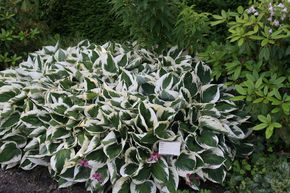 Hosta x fortunei 'Patriot'