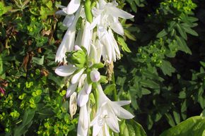 Hosta x plantaginea 'Royal Standard'