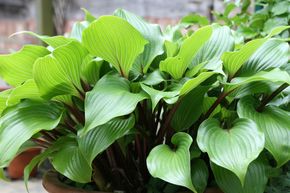 Hosta lancifolia 'Red October'