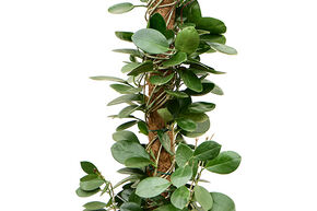 Hoya australis