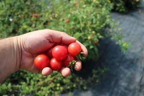 Die Humboldt-Tomate, Wildtomate 'Humboldtii'