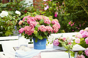 Hortensie Endless Summer® Bloom Star pink-rosa