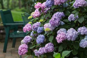 Hortensie Endless Summer® Bloom Star blau-lila