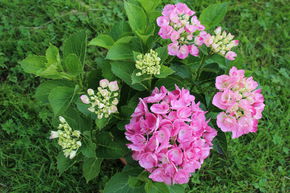 Hydrangea macrophylla 'Hovaria Hobergine' 