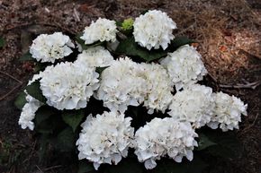 Hydrangea macrrophylla 'Everbloom White Wonder' 