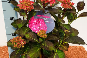 Hortensie, Ballhortensie 'Red Angel' (S)