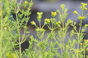 Hypericum perforatum