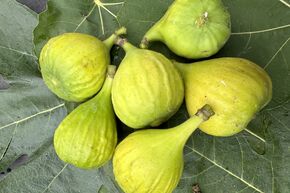 Feigenbaum 'Selma weiss'