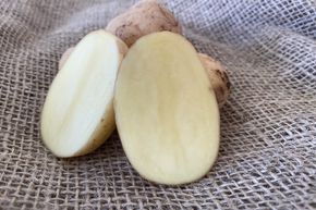 Saatkartoffeln 'Acoustic'