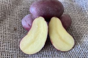 Saatkartoffeln 'Dunastar'