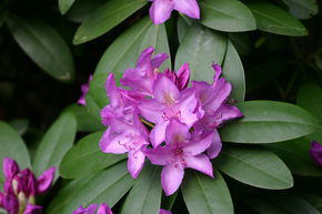 Rhododendron Hybride 'Catawbiense Grandiflorum'