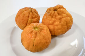 Switrus Mandarine 'Sanford Curafora'