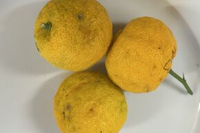 Switrus 'Yuzu Nr. 3'