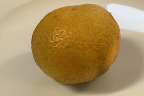 Switrus Satsuma-Mandarine 'Collot'