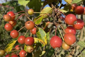 Zierapfel 'Adirondack' 