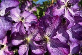 Clematis, Waldrebe 'Super Nova'