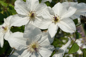 Clematis, Waldrebe 'White Pearl'