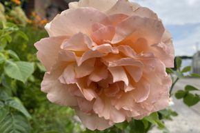 Rose 'Polka 91'