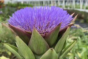 Artischocke 'Grosse Grne'