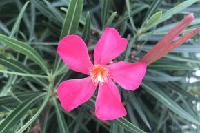 Rosa Oleander 'Margaritha'
