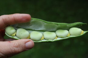 Puffbohne (Dicke Bohnen) 'Eleonora'