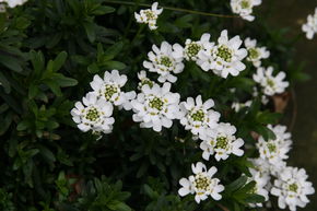 Iberis sempervirens 'Zwergschneeflocke'