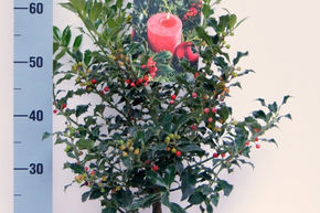 weihnachtliche Stechpalme 'Alaska' mit Beeren