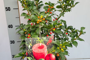 Weihnachtliche Stechpalme 'Heckenfee'® im roten Dekotopf 