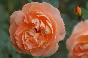 Rosa Impala