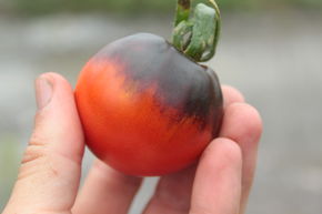 Tomate, Heirloom-Tomate 'Indigo Blueberry'