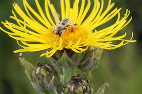 Inula helenium