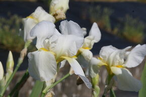 Iris x barbata - elatior 'Lugano'