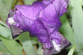 Iris x barbata -  elatior 'Black Knight'