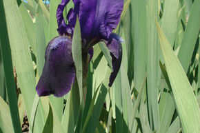 Iris x barbata - elatior 'Eleanore Roosevelt' 