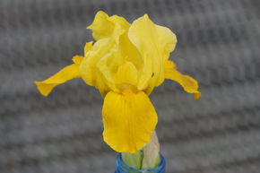 Iris x barbata - nana 'Gleaming Gold' 
