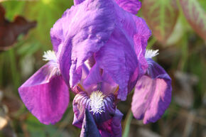 Iris barbata-nana 'Cyanea'
