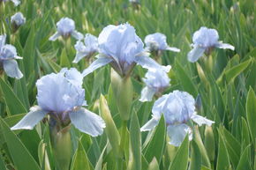 Iris x barbata-nana 'Blue Denim'