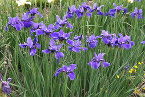 Iris sibirica 'Dreaming Spires'